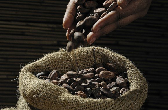 Granos de cacao en saco